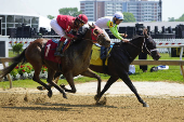 Horse Racing: Black-Eyed Susan