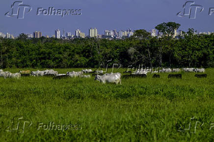 Vista de gado de corte na Vargem Grande