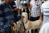 A girl plays with a goat after purchase, inside a livestock market ahead of the Eid al-Adha festival in Kolkata