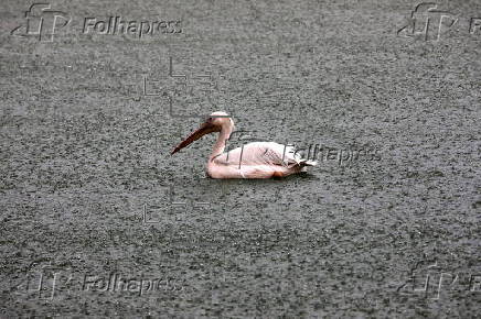 Monsoon rain in Delhi Zoo