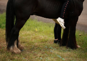 Annual horse fair in Appleby-in-Westmorland