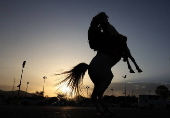 Horse riding in Sana'a