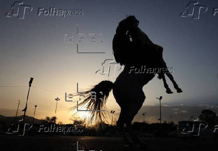 Horse riding in Sana'a