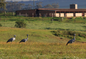 South Africa?s Blue Crane Battling Extinction Amidst Changing Landscapes