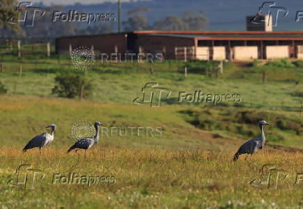 South Africa?s Blue Crane Battling Extinction Amidst Changing Landscapes