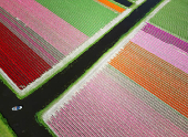 A drone view shows flower fields in Lisse