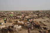 Sacrificial animals market in Karachi