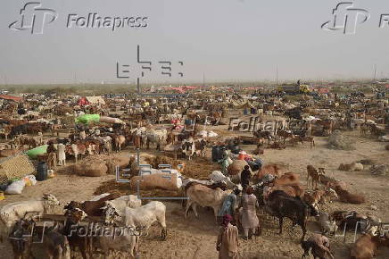 Sacrificial animals market in Karachi