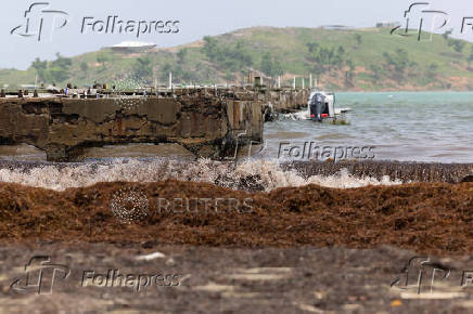 Beach is covered in sargassum seaweed washed ashore during its season in Puerto Rico