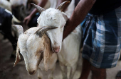A man stands next to goats for sale inside a livestock market ahead of the Eid al-Adha festival in Kolkata