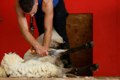 European sheep shearing & wool handling championships in Mountbellew