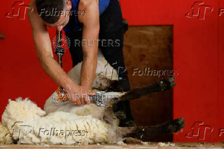 European sheep shearing & wool handling championships in Mountbellew