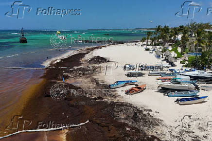 Sargassum seaweed blankets beaches in the Dominican Republic