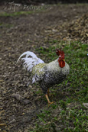 Galinhas, galos e pintinhos EM pasto de compostagem em SJC
