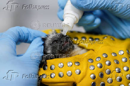 Veterinarians care for rescued wild animals at a wildlife veterinary hospital, in Panama City