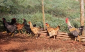 Suspensão de compra de frango pela China