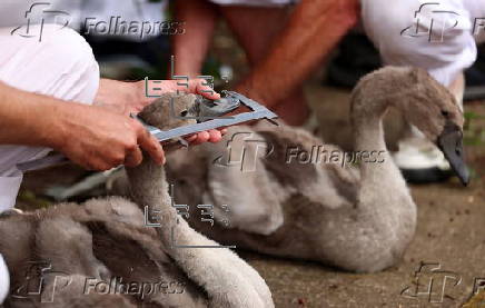 Annual swan upping ceremony along the River Thames