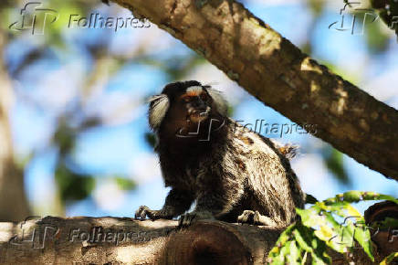 Sagui no Rio de Janeiro.