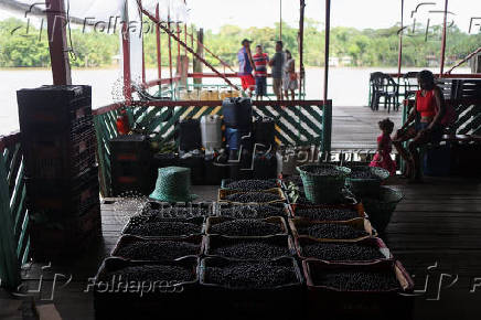 Amazon acai berries at the Ver-o-Peso market