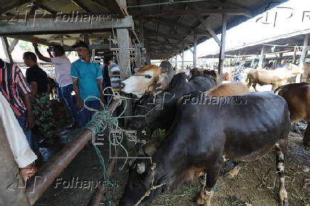 Eid al-Adha preparations in Aceh