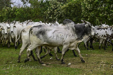 Gado de corte é manejado em pasto em São José dos Campos