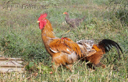 Suspensão de compra de frango pela China