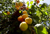 A worker collects apricots from the trees during the harvest season, in Al Qalyubia Governorate