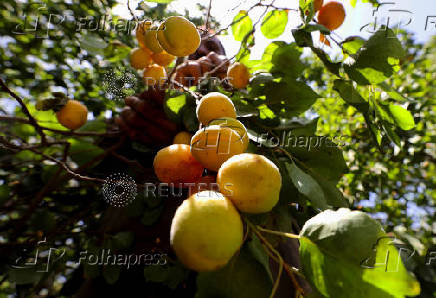 A worker collects apricots from the trees during the harvest season, in Al Qalyubia Governorate