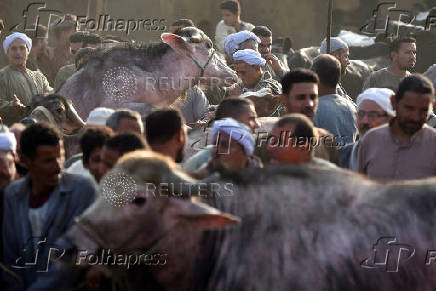 Cattle traders and customers crowd the Al-Manashi livestock market, ahead of the Muslim Festival of Sacrifice Eid al-Adha, in Al Qalyubia Governorate