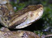 Cobra Jararaca (Bothrops jararaca) no