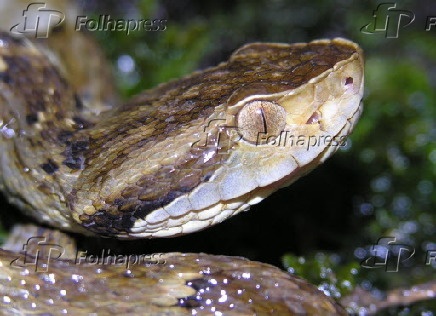 Cobra Jararaca (Bothrops jararaca) no