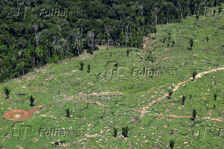Illegal loggers are key players in carbon credit schemes in Brazil