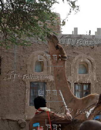 Climate change impacts herders in Yemen