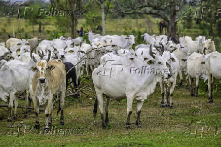 Gado de corte é manejado em pasto em São José dos Campos