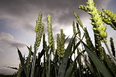 Cereal field in Belgium