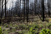 A year after the South Fork and Salt Fires ravaged a New Mexico Mountain village