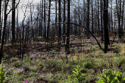 A year after the South Fork and Salt Fires ravaged a New Mexico Mountain village