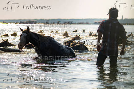100th annual Chincoteague Pony Swim