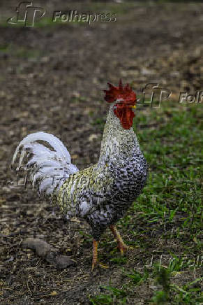 Galinhas, galos e pintinhos EM pasto de compostagem em SJC