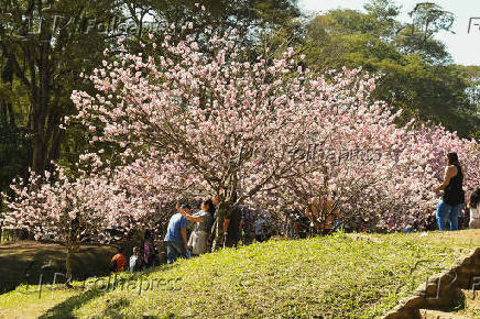 Terceiro dia da Festa das Cerejeiras 2025 no Parque do Carmo
