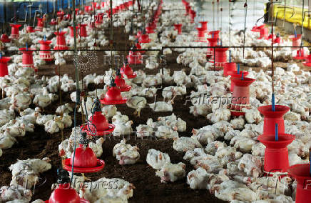 Chickens are seen at a poultry farm in Nashik