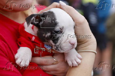 Folhapress - Fotos - Puppy Bowl 2024 in Austin, Texas