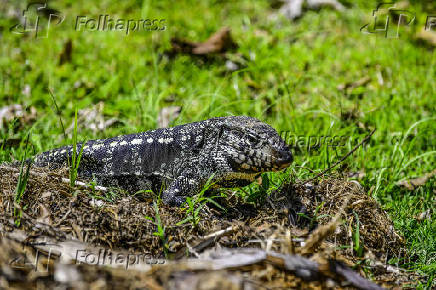 Vista de um lagarto Teiú