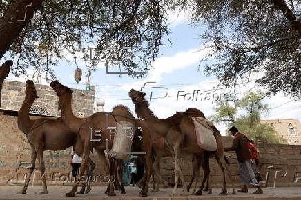Climate change impacts herders in Yemen