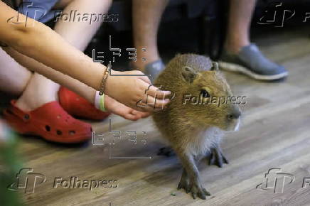 Florida animal cafe offers capybara encounters