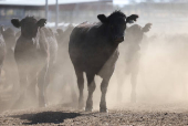 Angus beef cattle stand in a yard at Coombing Park farm in Carcoar