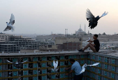 Abdel Rahman Ismael trains birds using free-flying techniques, in Cairo