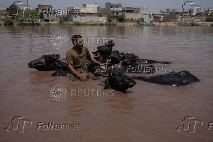 Herdsman sits a top buffaloes in the Upper Chenab Canal in Gujranwala