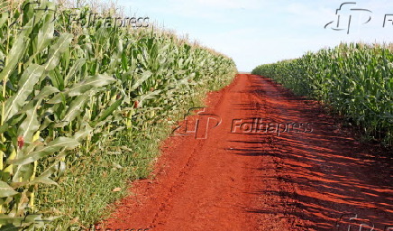 Vista de plantação de milho safrinha