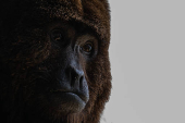 Macaco bugio no Cemacas